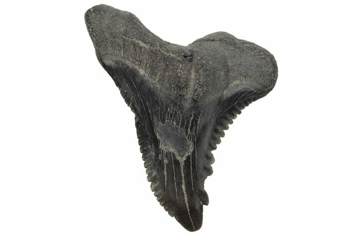 Bargain, Snaggletooth Shark (Hemipristis) Tooth #211657
